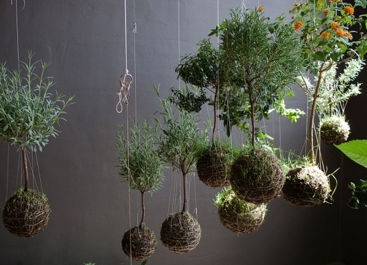 slide to the right -> : string gardens #flying #trees #greens