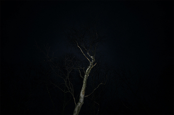 palegrain.com #night #photography #tree
