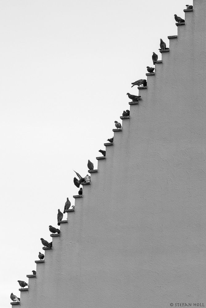 Pigeons Stairs