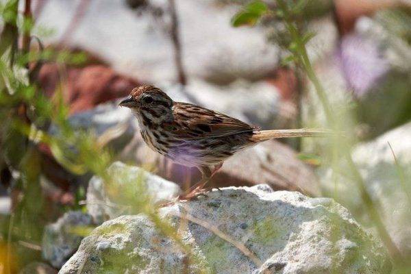 Taking bird photos requires some ingenuity. Birds are fast and high-flying creatures, and getting the perfect shot of them in flight requires skill and practice #birdphotography #birdsphotography #birds #birdphotographytips #photography #photoandtips #animalphotography