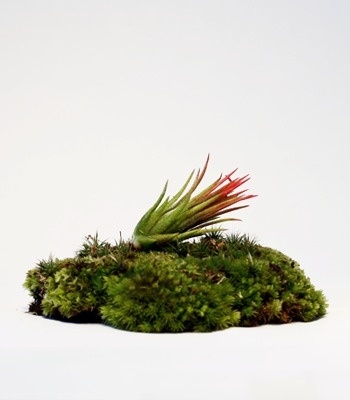 MOSSER #brand #terrarium #moss