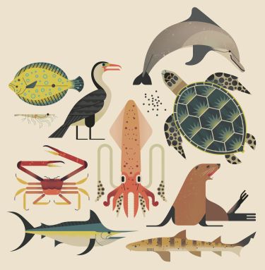 Smart About Sharks