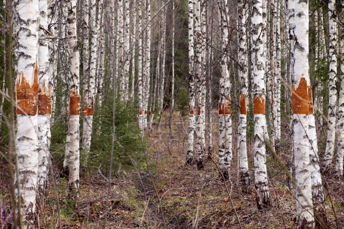 birches, perspective, environmental art, birch trees, interventions, nature, bark, forest, Finland
