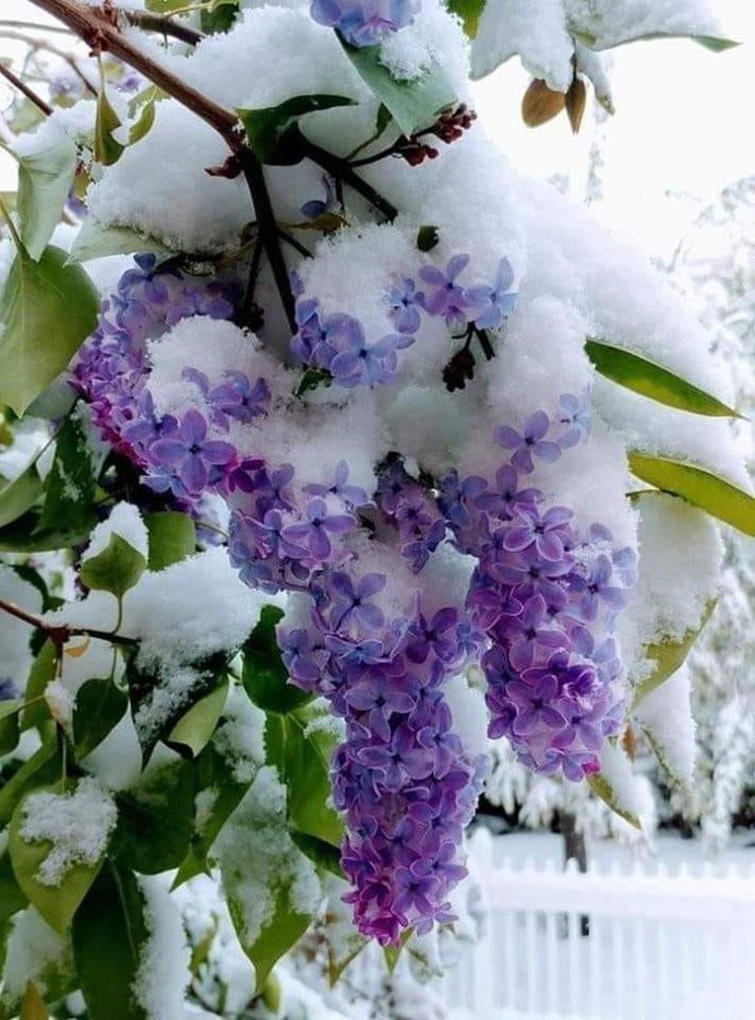 Lilacs Snow