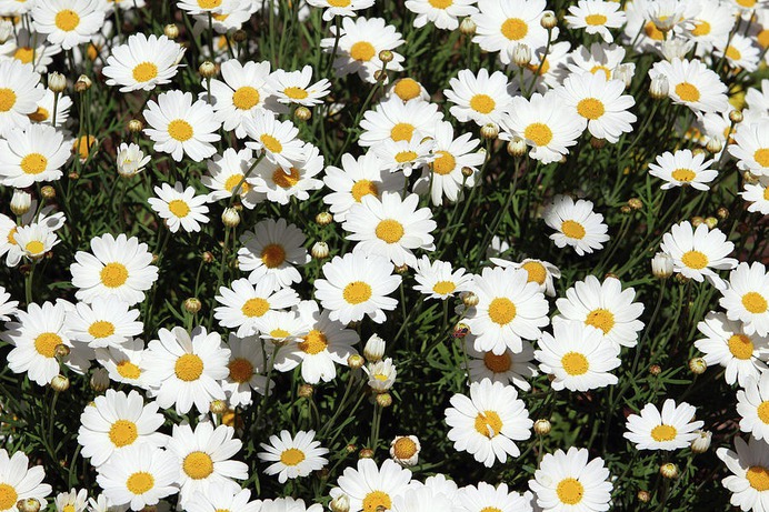 daisy painting & daisy paint by number #painting