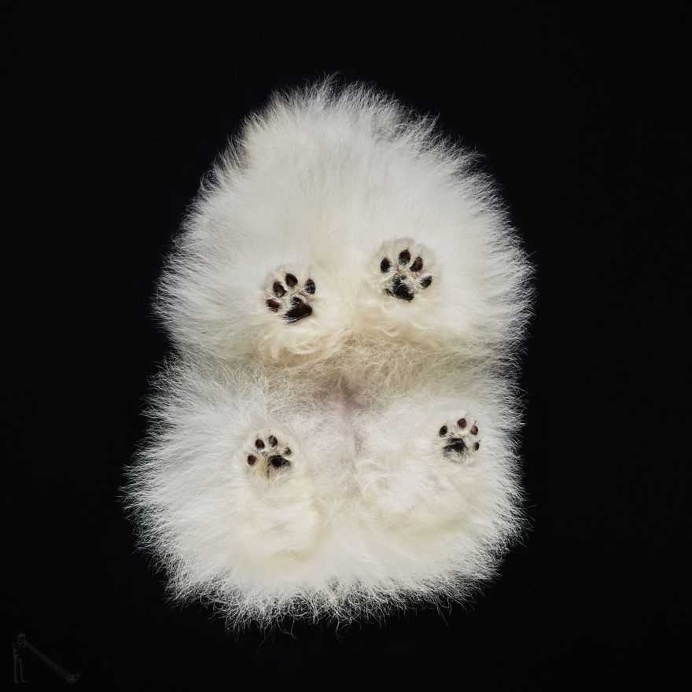 Under-Dogs: Dogs Pictured from Underneath by Andrius Burba