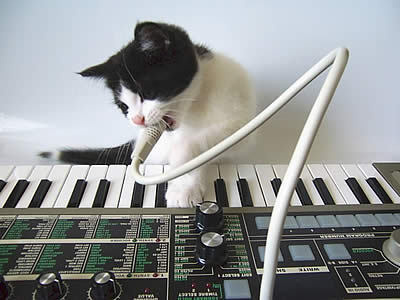 20060628_convoythecat_microkorg.jpg (Image JPEG, 400x300 pixels) #music #cats #korg #keyboard