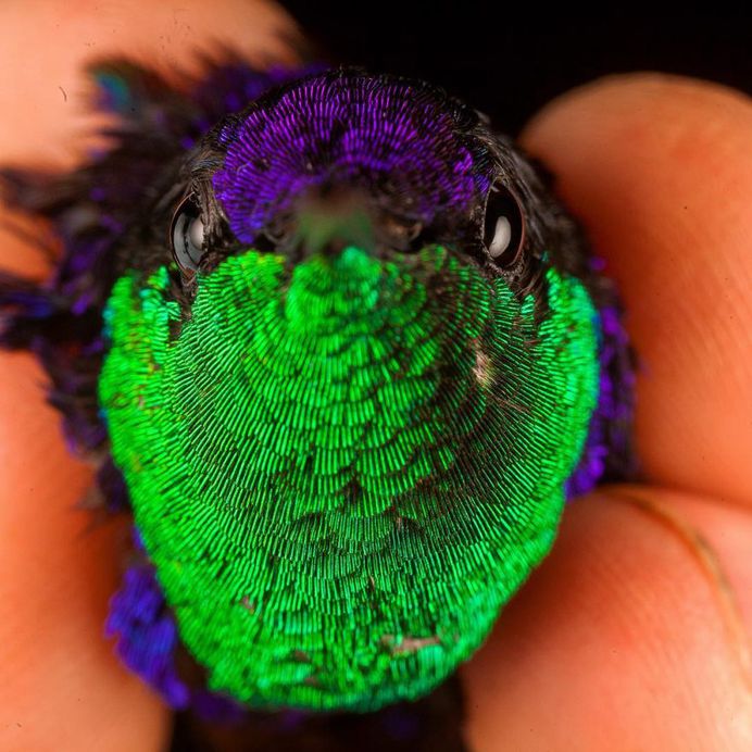 #birdstagram: Wonderful Bird Photography by Sean Graesser