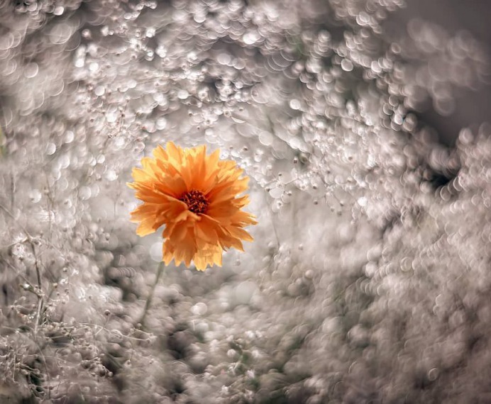 Flowers of Russia: Wonderful Flowers Photography by Vladimir Kniazev