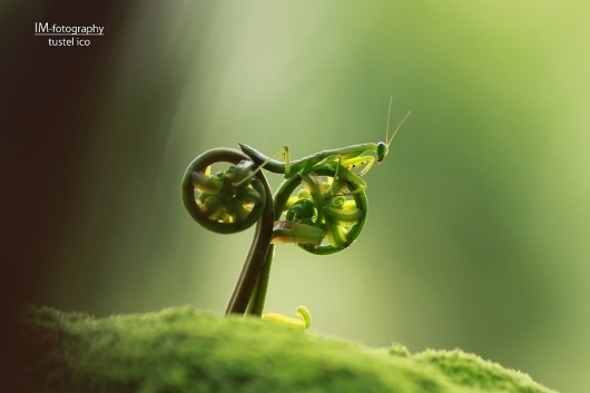 500px / Photo #photo #insects #bike #green