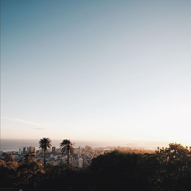 los angeles palm trees