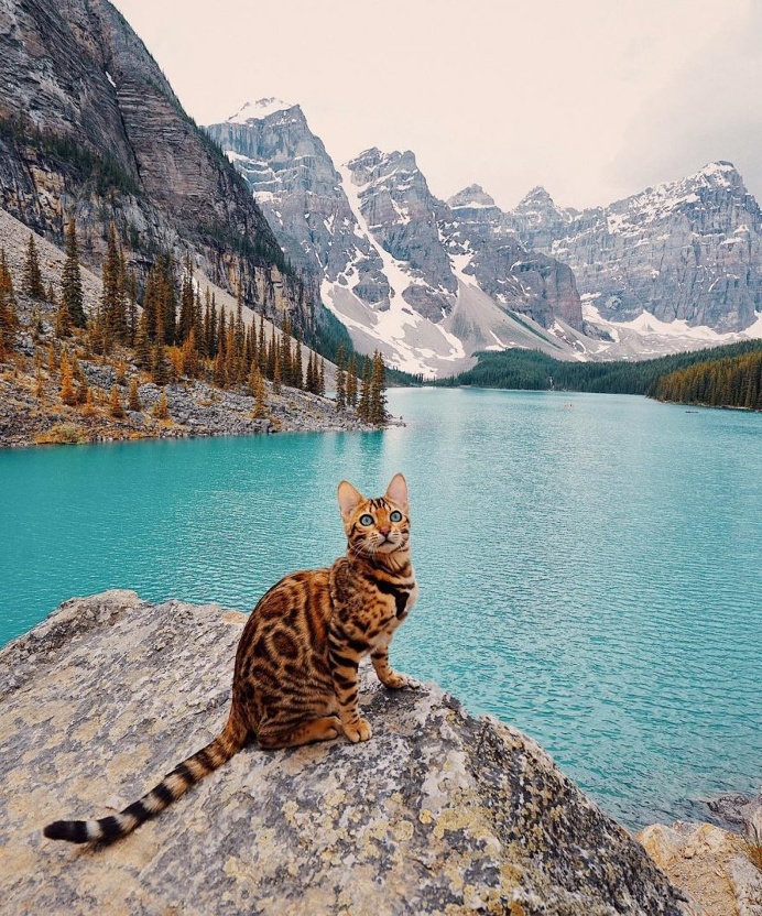 Meet Suki, The Adventure Wondercat Who Became an Instagram Star