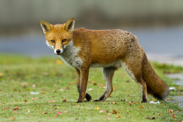 All sizes | Urban Fox, walking | Flickr Photo Sharing! #fox