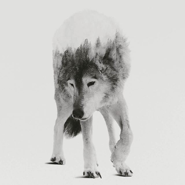 composite design, collage, wolf, illustration