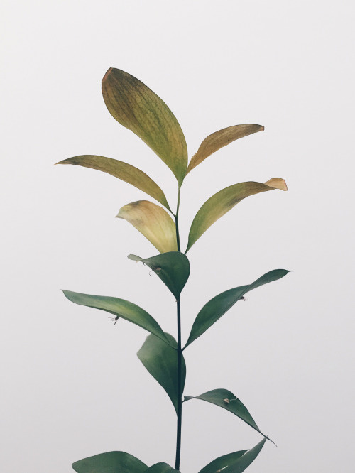 greens