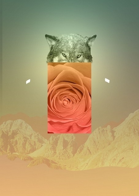 b35ff635c15998c4c11e836cff016108_L.jpg (453×640) #abstract #rose #photoshop #wolf #collage