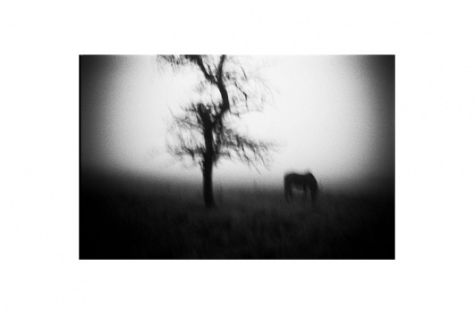 Jib Peter - Auteur Photographe - Saone Et Loire #horse #tree