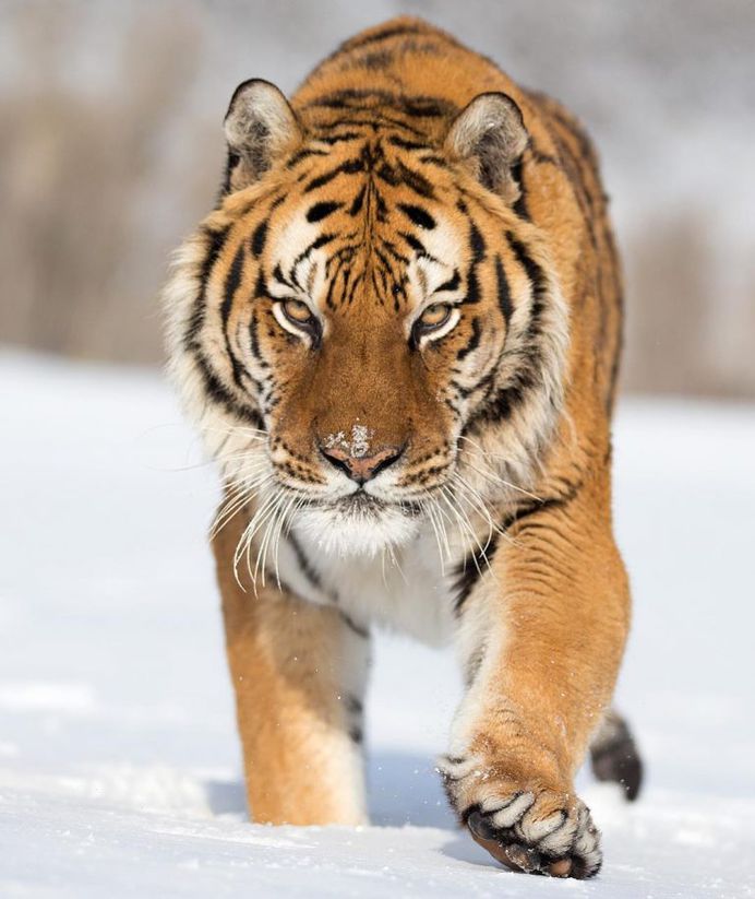 Breathtaking Close-Up Portraits of Wild Animals by Serhat Demiroglu