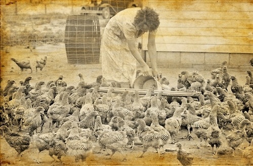 Ameraucana - Vintage photograph. Woman feeding chickens. date... #feeding #woman #photograph #vintage #chickens