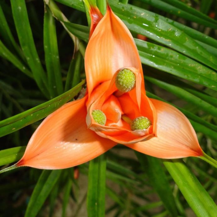 Freycinetia cumingiana Flower Picture