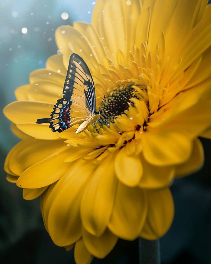Conceptual and Fine Art Flower Photography by Niloofar Balalami