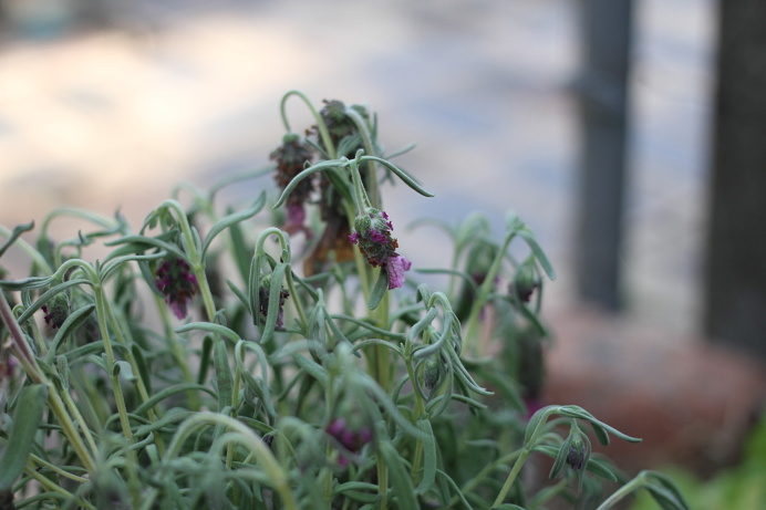 Lavender flower, Ella Clark, taken on 1st of September, http://suitcasedreaming.tumblr.com