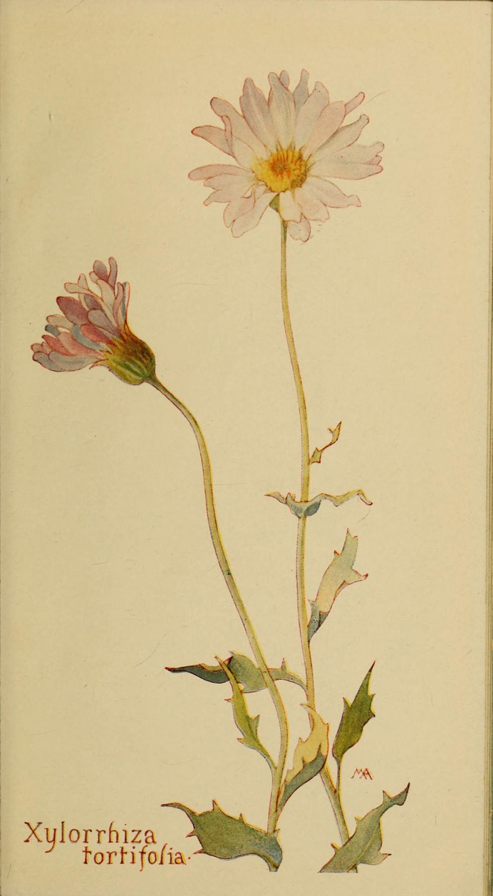 Xylorrhiza_tortifolia_by_Margaret_Neilson_Armstrong.jpg (1763×3200)