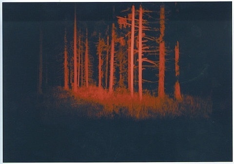 FFFFOUND! | Razz. #forest #red