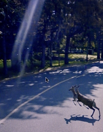Chimes&Rhymes | innovative design and new techniques in visual artistry #google #deer #view #street