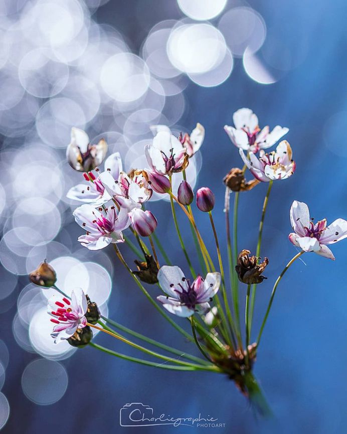 Beautiful bokeh by Charlie