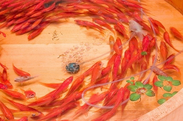 Japanese Artist Paints Breathtakingly Lifelike 3D Goldfish Using Layers Upon Layers OfÂ Resin | RocketNews24 #art