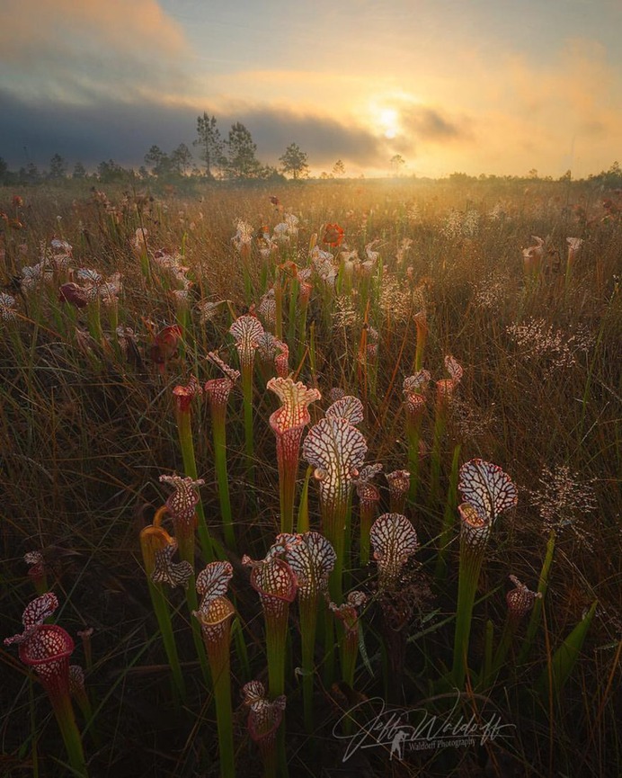 Incredible Landscape Photography in Florida by Jeff Waldorff