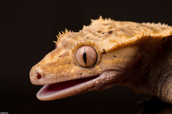 Macro Photography of Gecko Face by Nakkimo #macro photography #Gecko Photography #Animal Photography