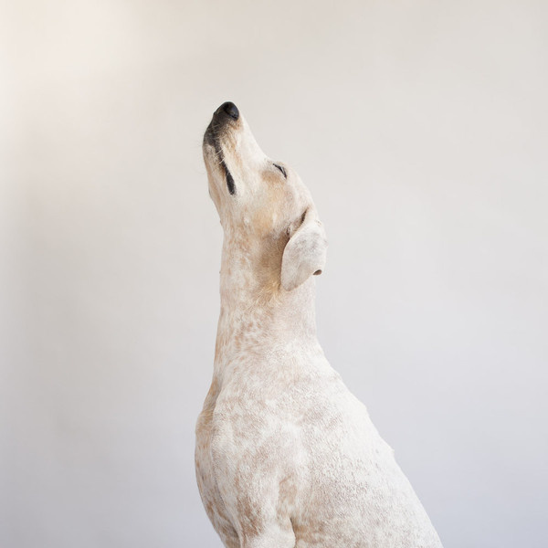 THIS WILD IDEA #photo #maddie #monochromatic #dog
