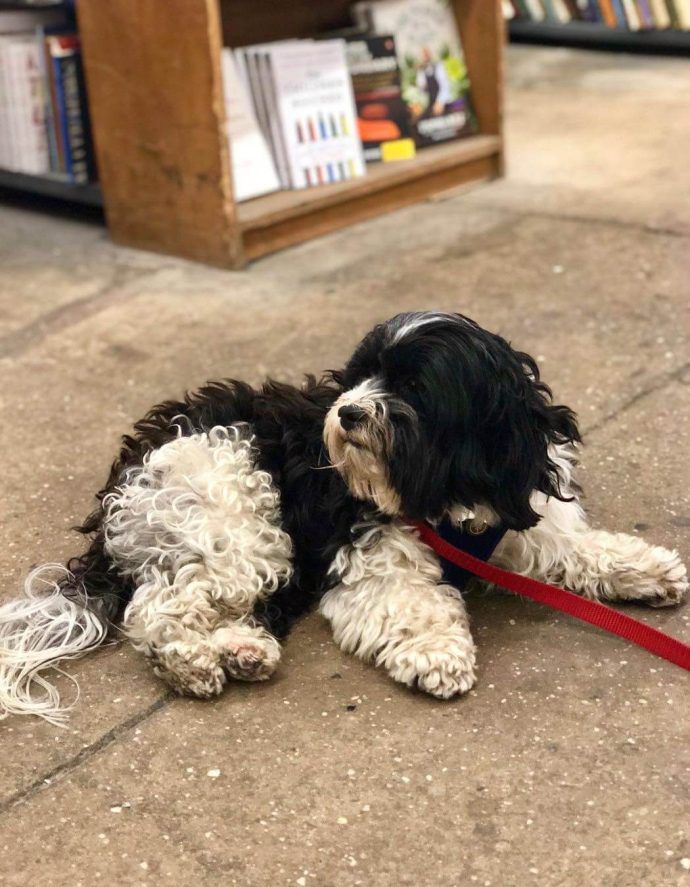 Most Dog Friendly Stores in America - Strand Bookstore