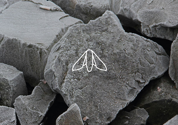 Sign on Behance #moth #drawing #illustration