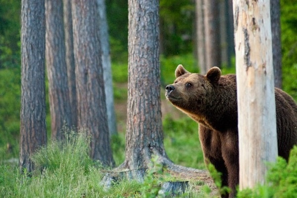 Animals Photography by Kimmo Savolainen #inspiration #photography #animal