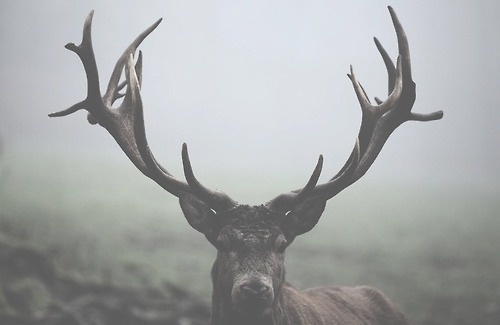 Lifestyle of the Unemployed #elk #deer #animal