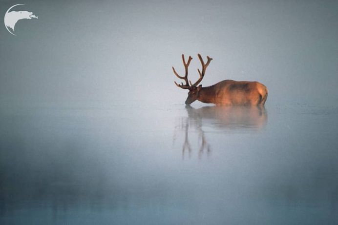 Spectacular Wild Animals Photography by Thomas D Mangelsen