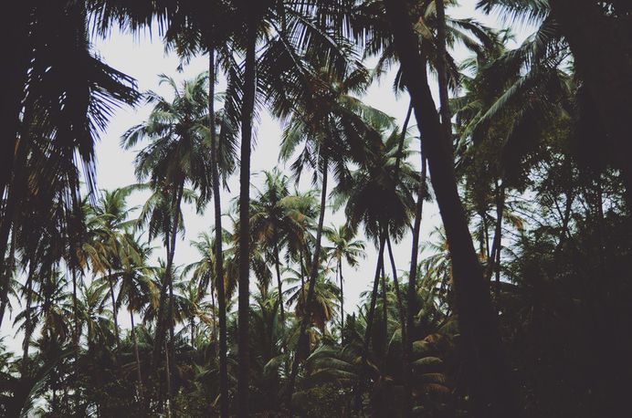 A dark forest of palm trees and tropical plants with a bright blue sky