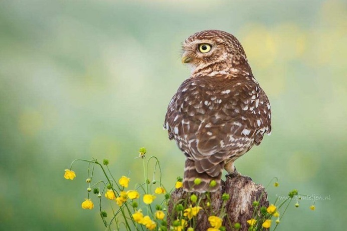 Gorgeous Animal Portraits by Pim Leijen