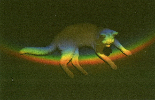 photo #rainbow #light #cat #prism
