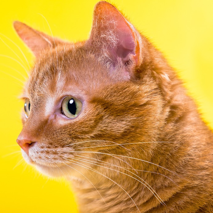 CJ Foeckler Photography | #yellow #cat #meow #ginger #tabby
