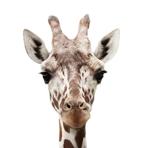 design work life » cataloging inspiration daily #photography #animal #portrait