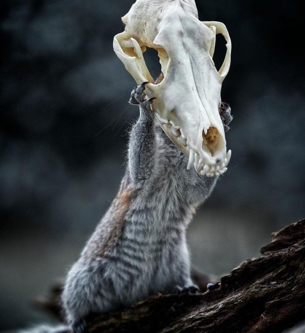 Squirrel Warhol by Max Ellis #inspiration #photography #animal