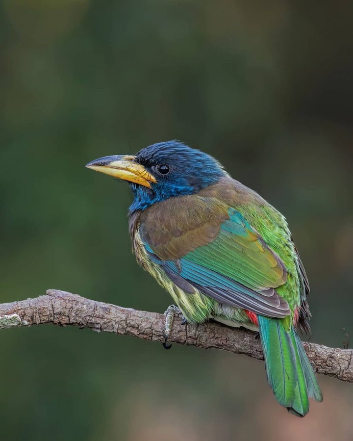 Birds of India: Majestic Birds Photography by Nitin A.Chavan