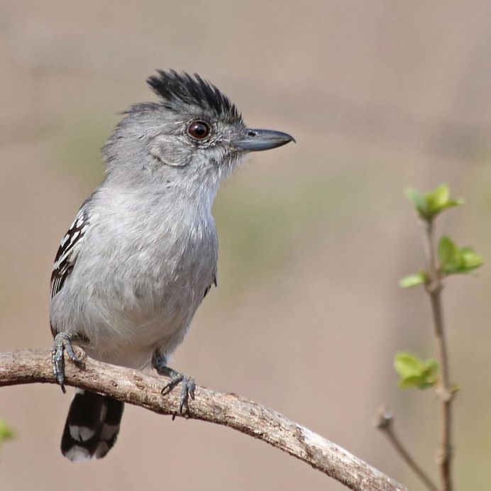 #nuts_about_birds: Awesome Bird Photography by Rogerio Rumao