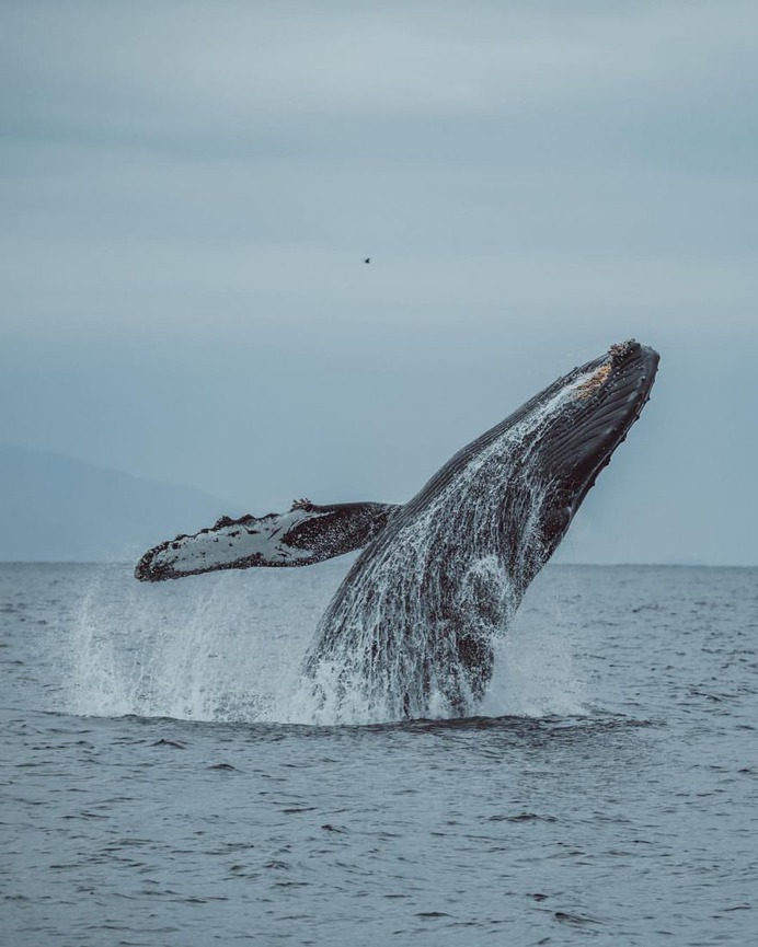 Slater Moore Captures Majestic Pictures of Whales in Monterey Bay