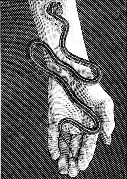 //snakess #woodcut #illustration #art