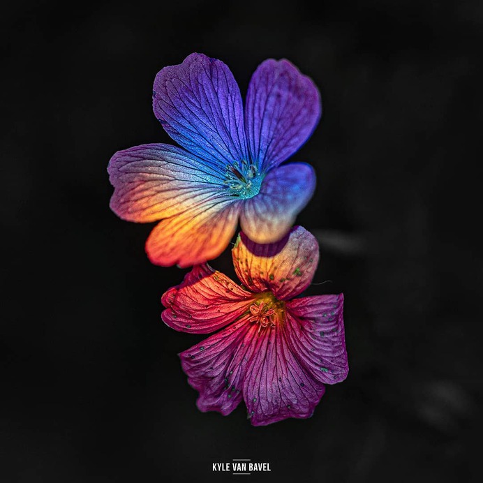 Beautiful Macro Flowers Pictures by Kyle van Bavel